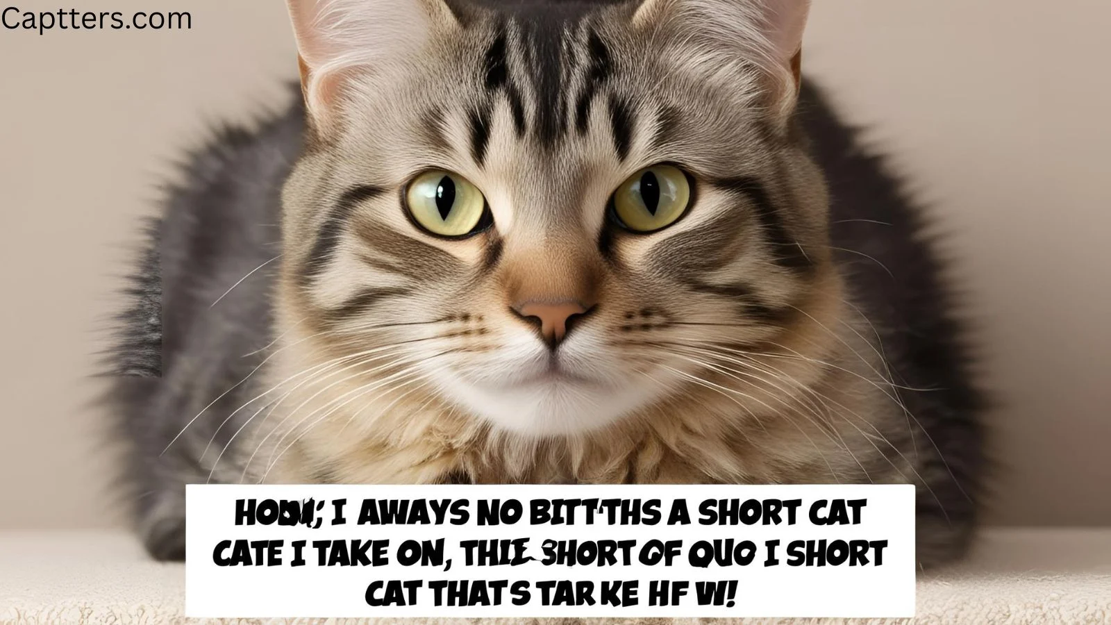 Short Cat Captions